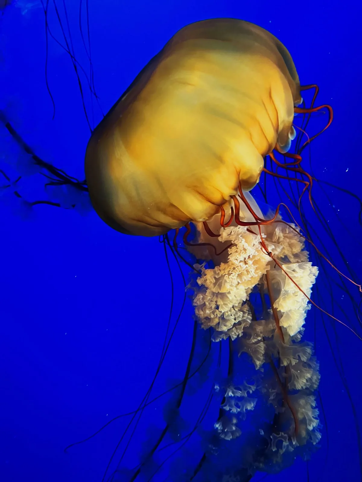 Scuba diving