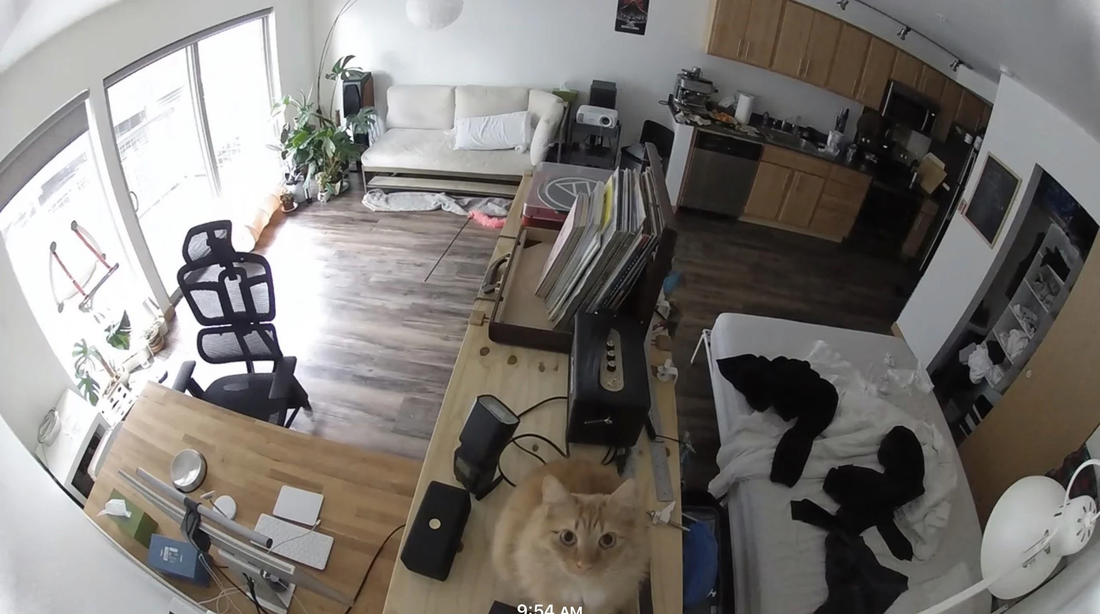 Fisheye camera view of a living room with a cat